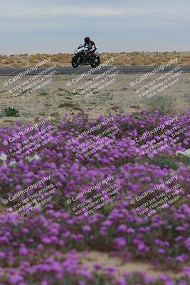 media/Jan-14-2023-SoCal Trackdays (Sat) [[497694156f]]/Turn 14 Exit Bloomig (145pm)/